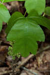 Atlantic poison oak